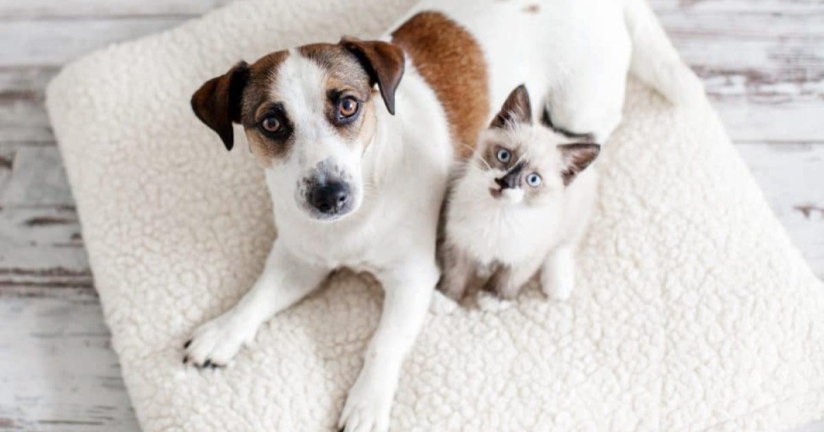 A Complete Guide to Dog and Cat Insurance Options from Walmart and Costco for U.S. Pet Owners