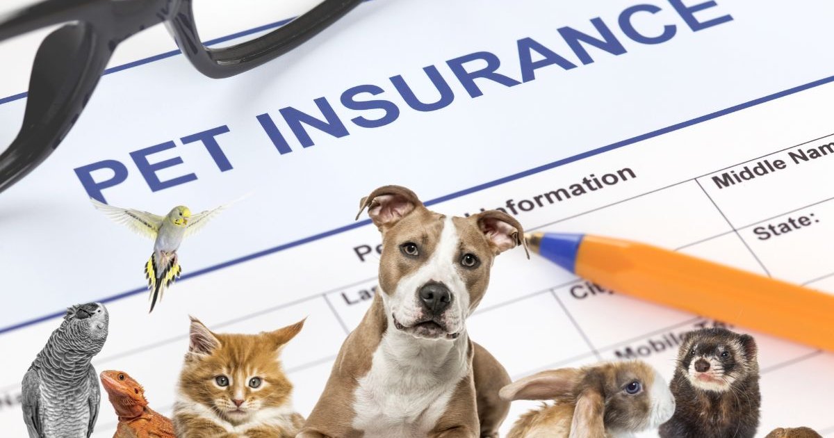 Pet Insurance: A Complete Guide to Protecting Your Pet’s Health and Your Budget