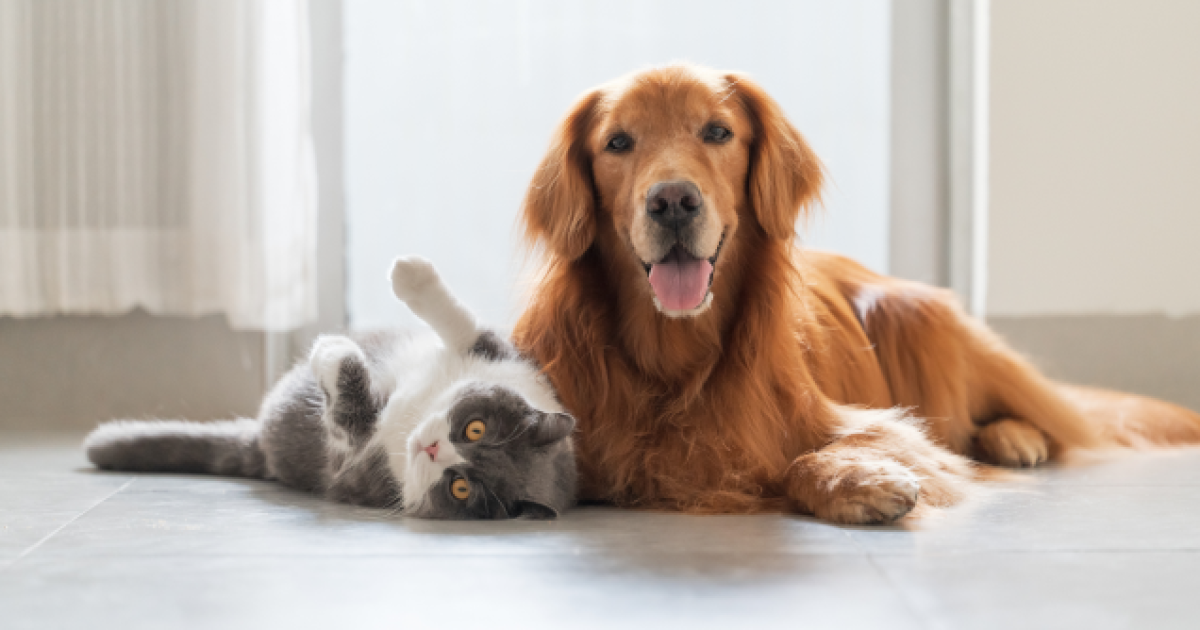 Sam’s Club Pet Insurance Explained: A 2026 Guide for Dog and Cat Owners
