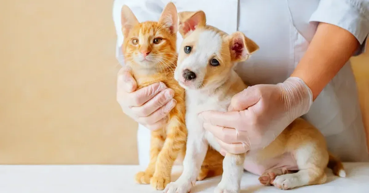 Costco Pet Insurance: A Practical Guide for Senior Pet Owners Comparing Coverage Options