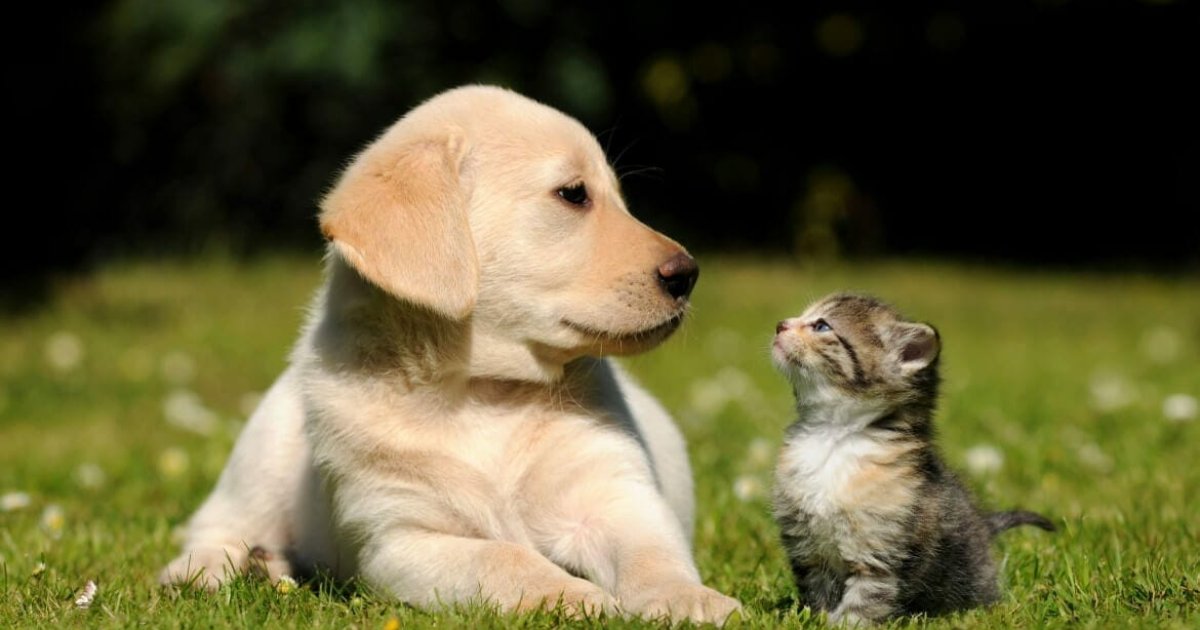 Pet Insurance for Dogs and Cats: Protect Your Pet With Affordable Cost