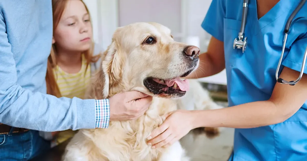 A Guide to Walmart and Costco Pet Insurance Options for U.S. Dog and Cat Owners