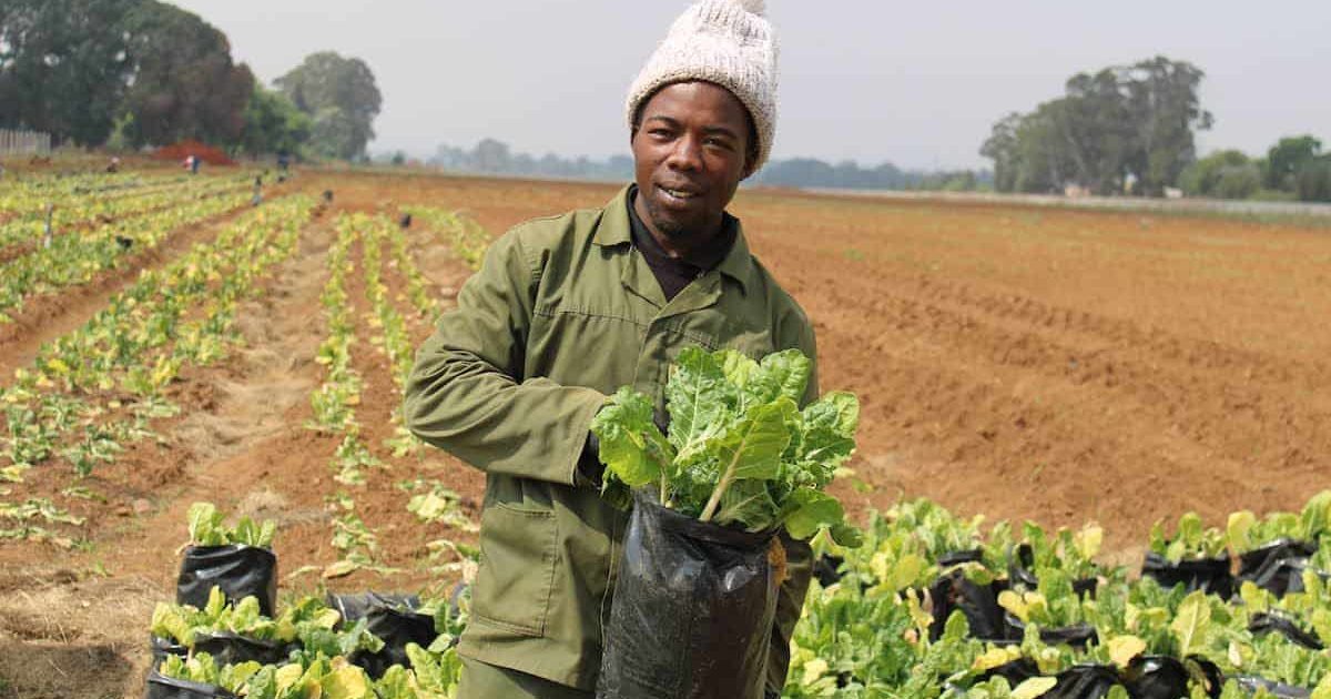Farming Jobs in the USA: A Practical Guide to Agriculture Work