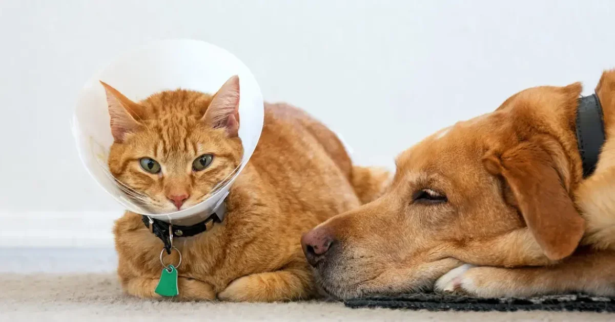 Pet Insurance from Walmart and Costco: What U.S. Pet Owners Should Know in 2026