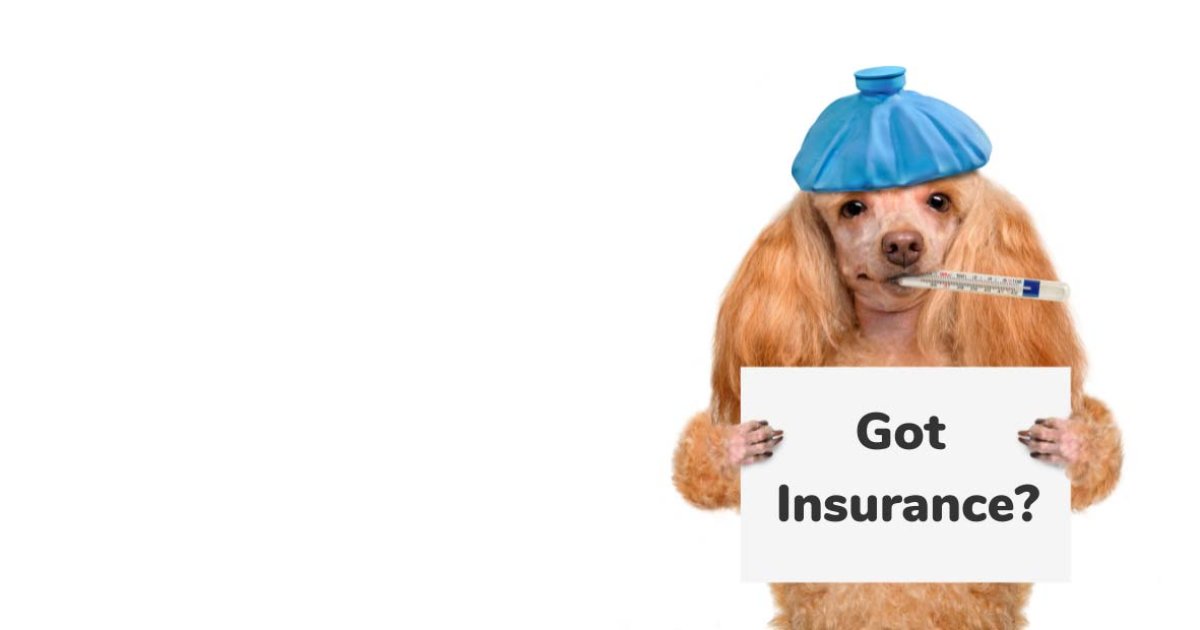 Pet Care Made Easy: Low-Cost Pet Insurance and Community Support Programs Across the U.S.A