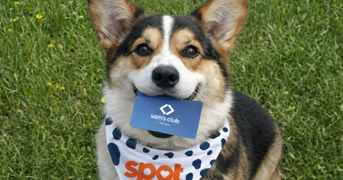 Sam’s Club Pet Insurance: A Practical U.S. Guide to Coverage, Cost, Deals and Multi-Pet Decisions
