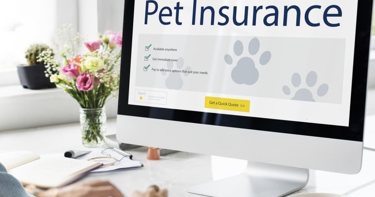 A Practical Guide to Sam’s Club Pet Insurance for Seniors: How It Works, What to Know, and How to Evaluate Your Options