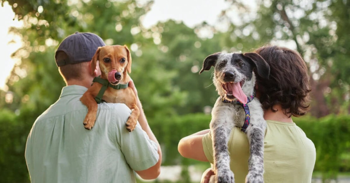Best Pet Insurance in Canada for 2026