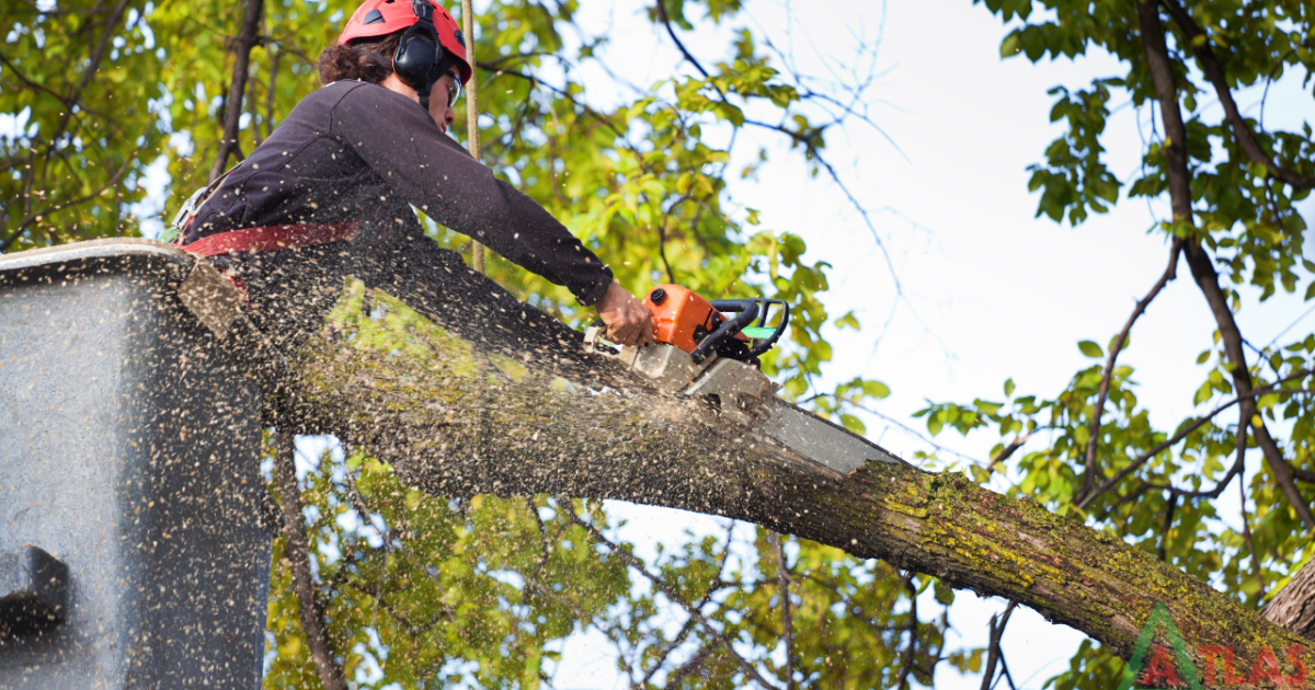 Safe and Affordable Tree Services: Your Complete Homeowner’s Guide
