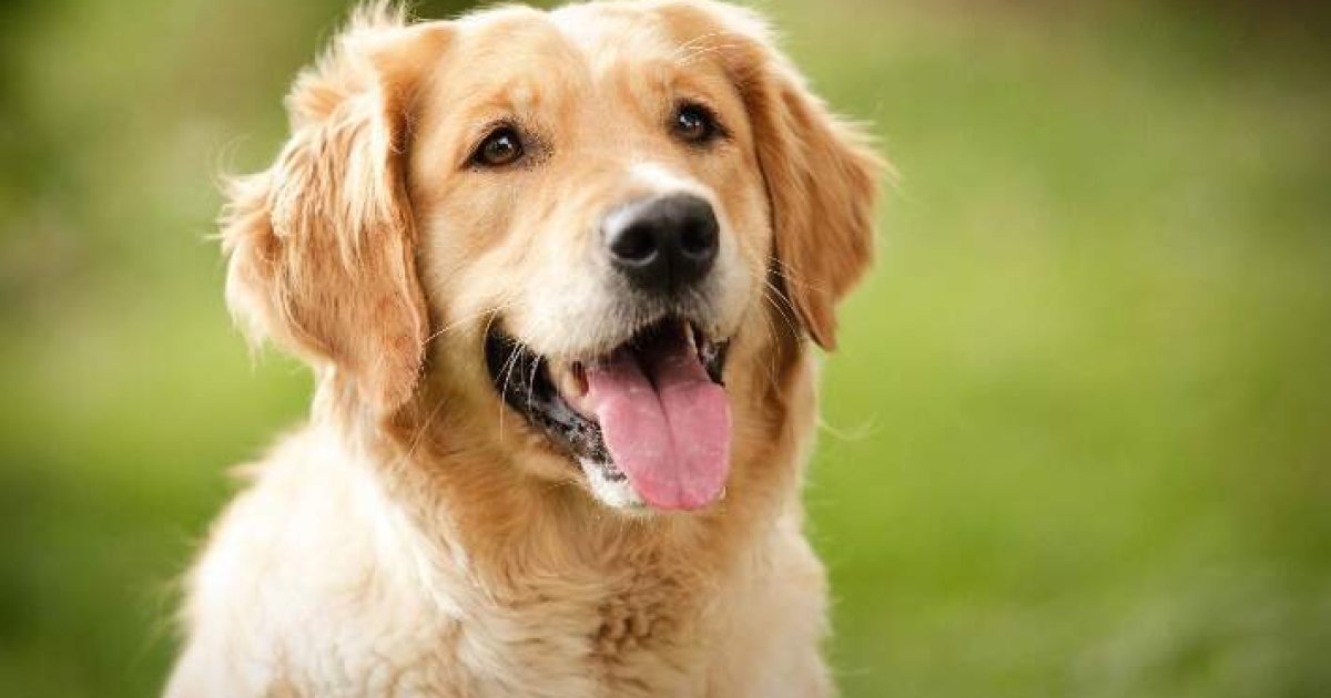 Dog Insurance Guide: Compare Plans & Save on Vet Costs