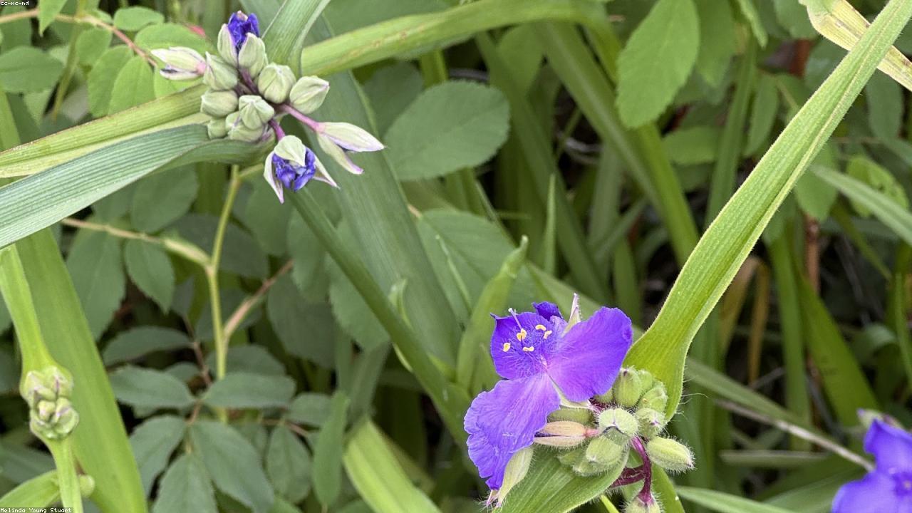 Inline editorial image for Why Local River Cleanup Stories Often Build Reader Trust.